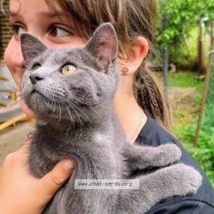 Photo 1/1 Chat retrouvé Perdu à Jodoigne