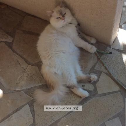 Photo de chat perdu à Montpellier
