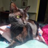 Photo de chat perdu à La Celle Saint Cloud