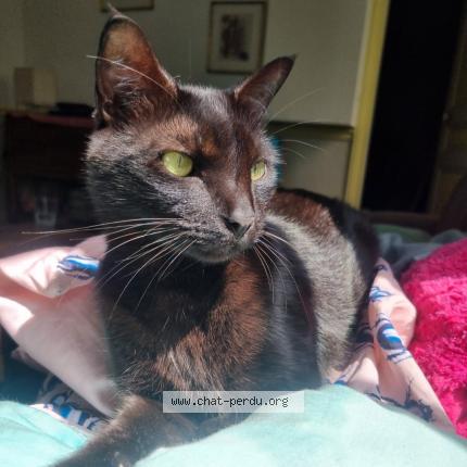 Photo 1/1 Chat retrouvé Perdu à La celle saint cloud