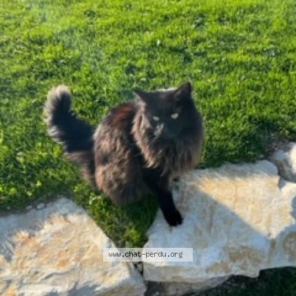Photo 1/1 Chat retrouvé Perdu à Nercillac
