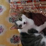 Photo de chat perdu à Houilles