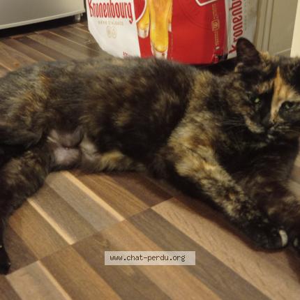 Photo 1/1 mika-mikaela Chat perdu à Bruges