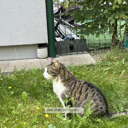 Photo de chat perdu à Eschau