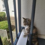 Photo de chat perdu à Maisons Laffitte