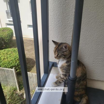Photo 1/1 Chat retrouvé Perdu à Maisons Laffitte