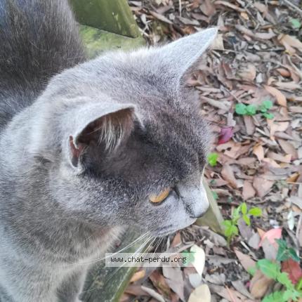 Photo 1/1 Chat retrouvé Perdu à Montagnole