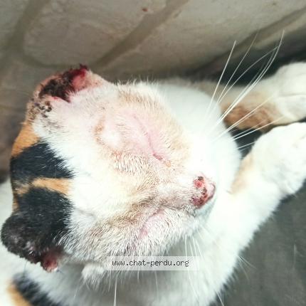Photo de chat perdu à Verlhac Tescou
