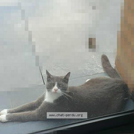 Photo de chat perdu à Dunkerque