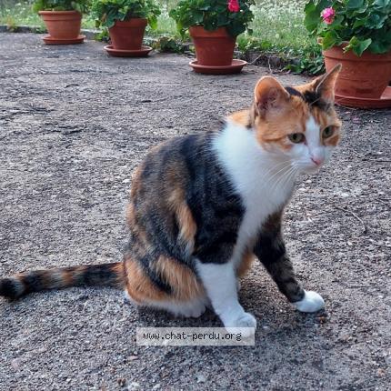 Photo de chat trouvé à Monts