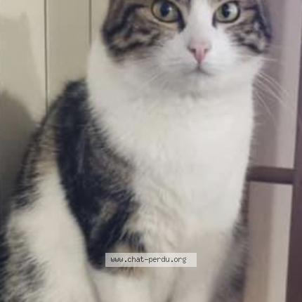 Photo 1/1 Chat retrouvé Perdu à Vaux Le Penil