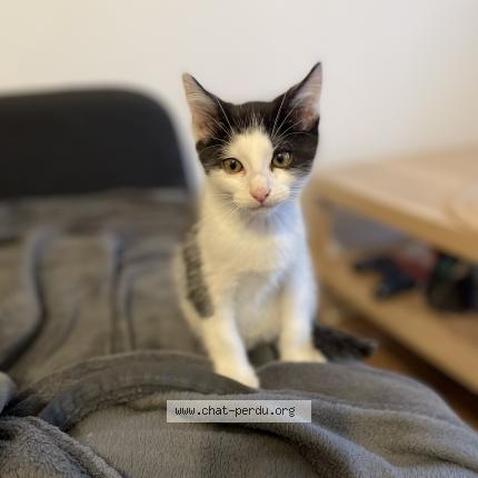 Photo de chat perdu à Margny Les Compiegne