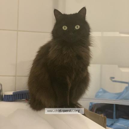 Photo 1/1 Nami Chat perdu à Vaujours