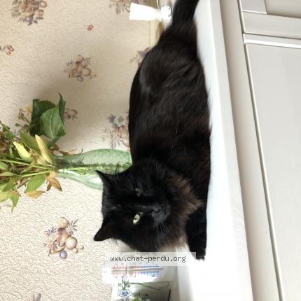 Photo 1/1 Chat retrouvé Perdu à Tours