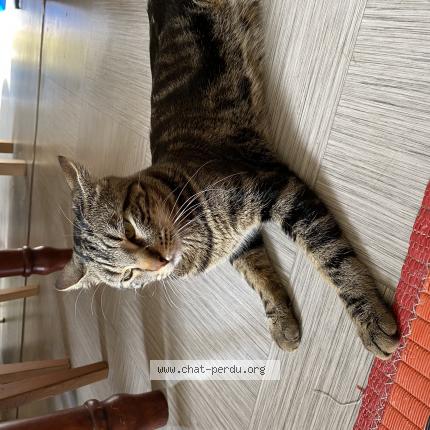 Photo 1/1 Chat retrouvé Perdu à Paris