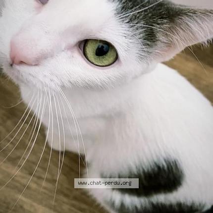 Photo de chat perdu à Lambersart