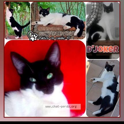 Photo 1/1 D'joker Chat perdu à St nicolas de la balerme
