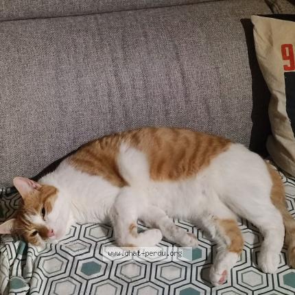 Photo de chat perdu à Le Havre