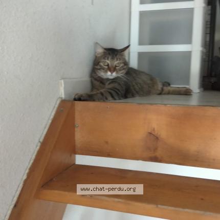 Photo de chat perdu à Gruissan