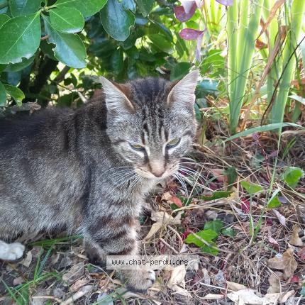 Photo de chat trouvé à Martillac