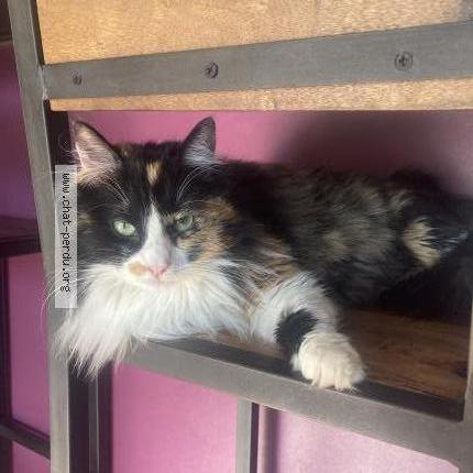 Photo de chat perdu à Biviers