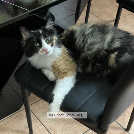 Photo 2/3 Chat retrouvé Perdu à Biviers