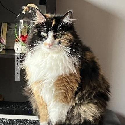 Photo 3/3 Chat retrouvé Perdu à Biviers