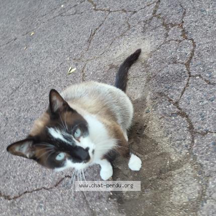 Photo de chat trouvé à Loisy Sur Marne