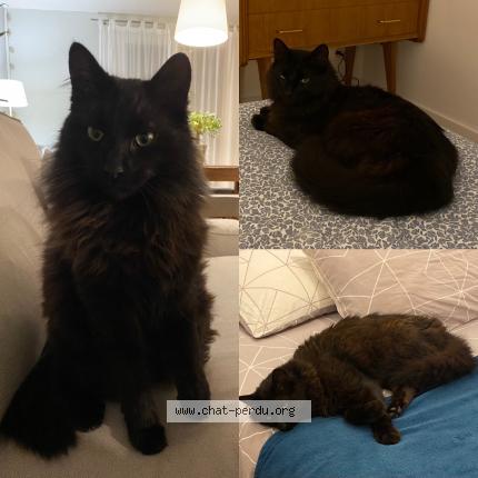 Photo de chat perdu à Plaisance Du Touch