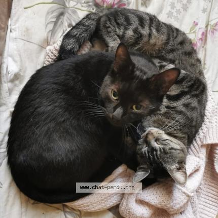 Photo de chat perdu à Drancy
