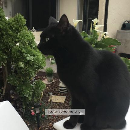 Photo de chat perdu à Perpignan