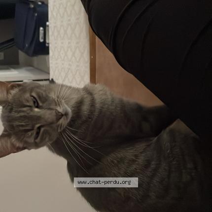 Photo de chat perdu à Vannes