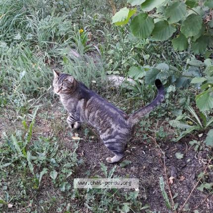 Photo de chat perdu à Lajo