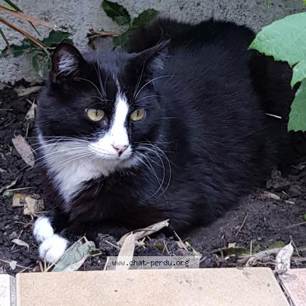 Photo de chat perdu à Orchies 59310