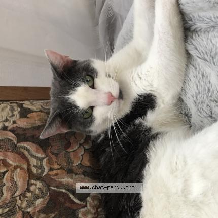 Photo de chat perdu à Rivery
