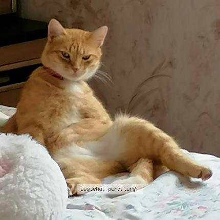 Photo de chat perdu à Dignac