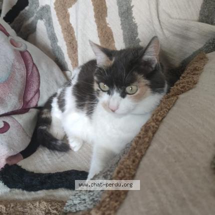 Photo 1/1 Chat retrouvé Perdu à Cholet