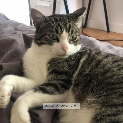Photo de chat perdu à Petris Guirec