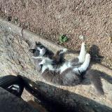 Photo de chat perdu à Replonges