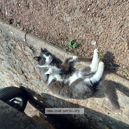 Photo 1/1 Chat retrouvé Perdu à Replonges