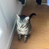 Photo de chat perdu à Houilles