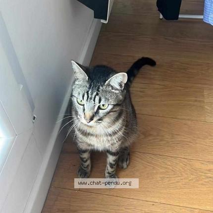 Photo 1/2 Chat retrouvé Perdu à Houilles
