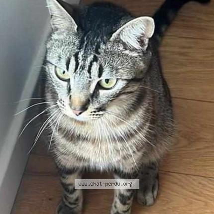Photo 2/2 Chat retrouvé Perdu à Houilles