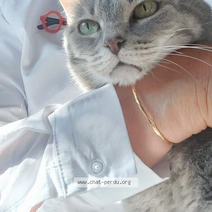 Photo de chat perdu à Limoges