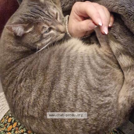 Photo 1/1 Chat retrouvé Perdu à Chemire le gaudin