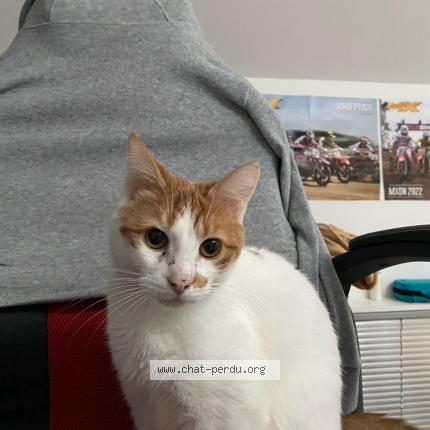 Photo de chat perdu à Tourcoing