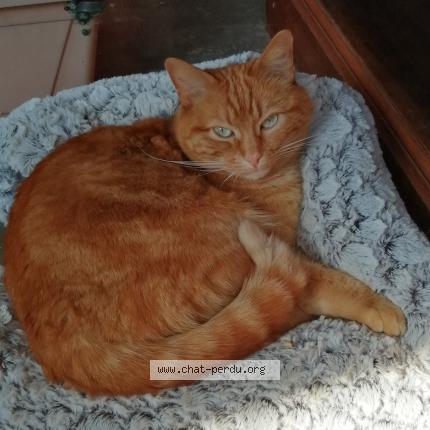 Photo de chat perdu à Jonage