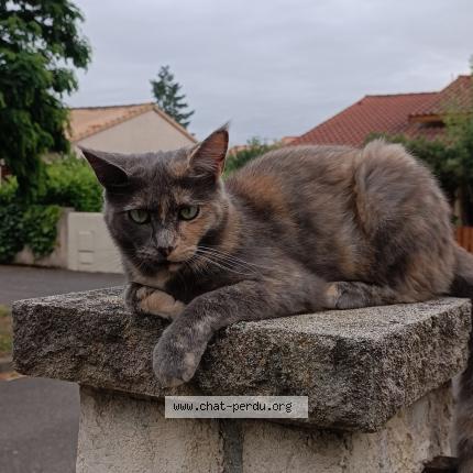 Photo de chat perdu à Villeneuve Tolosane