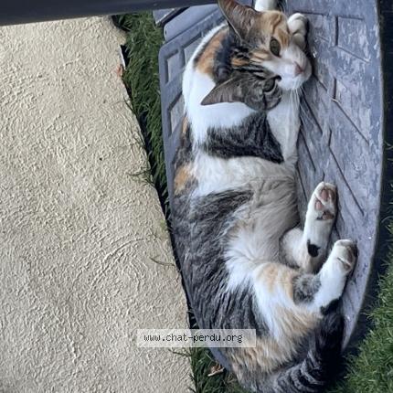 Photo 1/1 Chat retrouvé Perdu à Gardanne