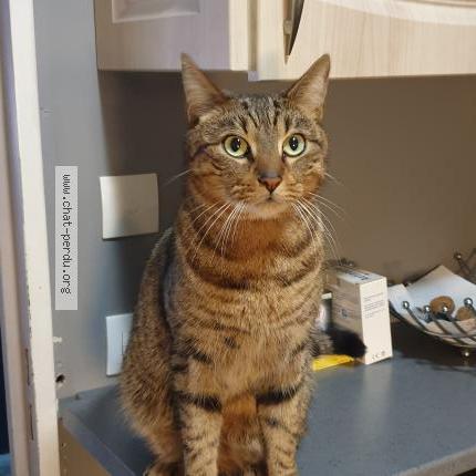Photo de chat perdu à Champigny Sur Marne